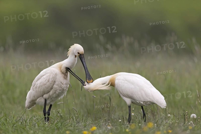 Eurasian Spoonbill