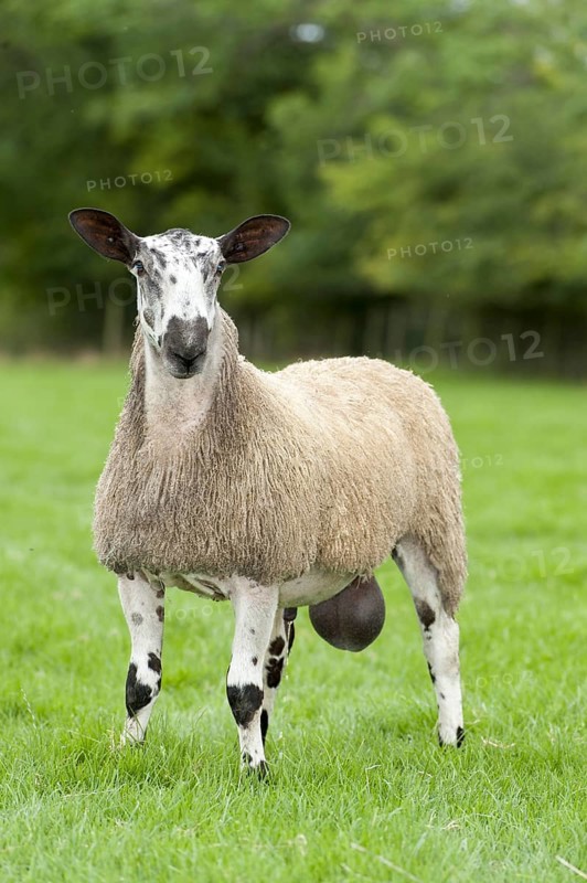 Blue Faced Leicester ram in lush pasture