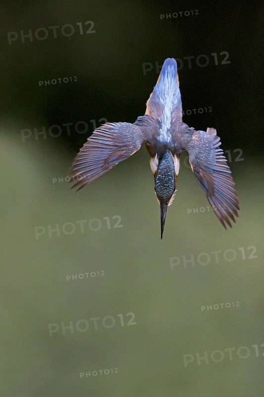 Common Kingfisher
