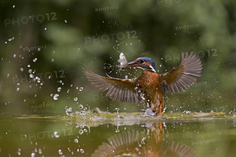 Common Kingfisher