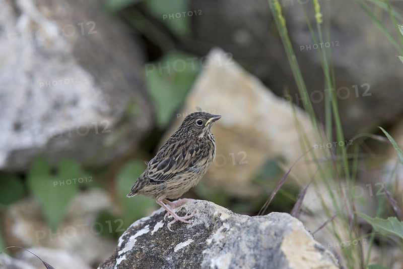 Ortolan Bunting