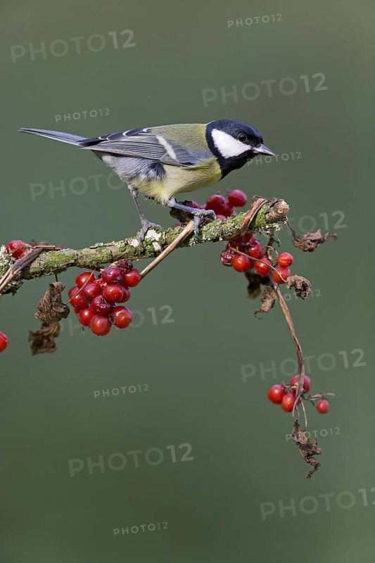 Great Tit