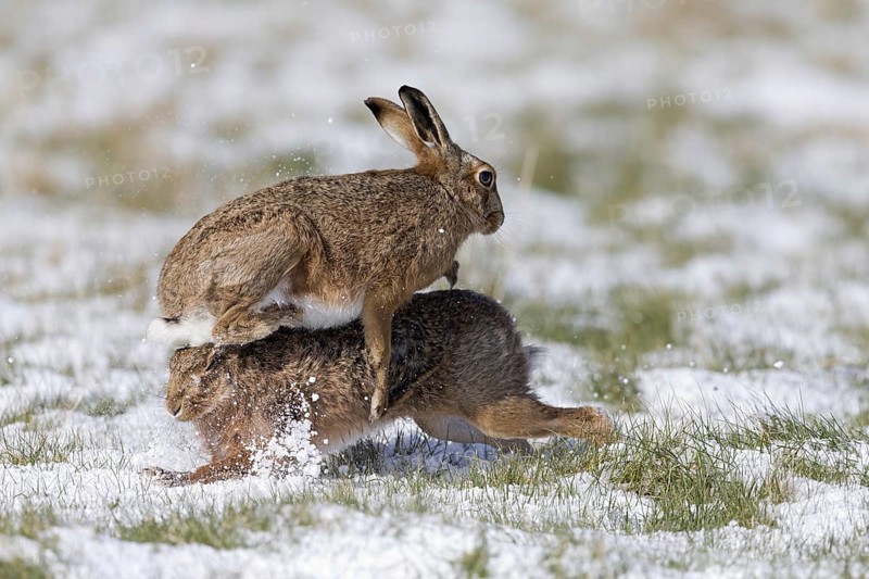 European Hare