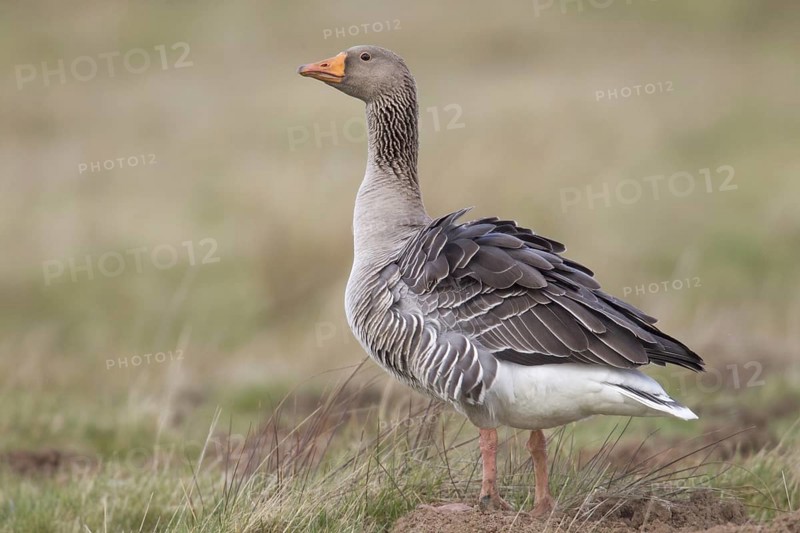 Greylag Goose