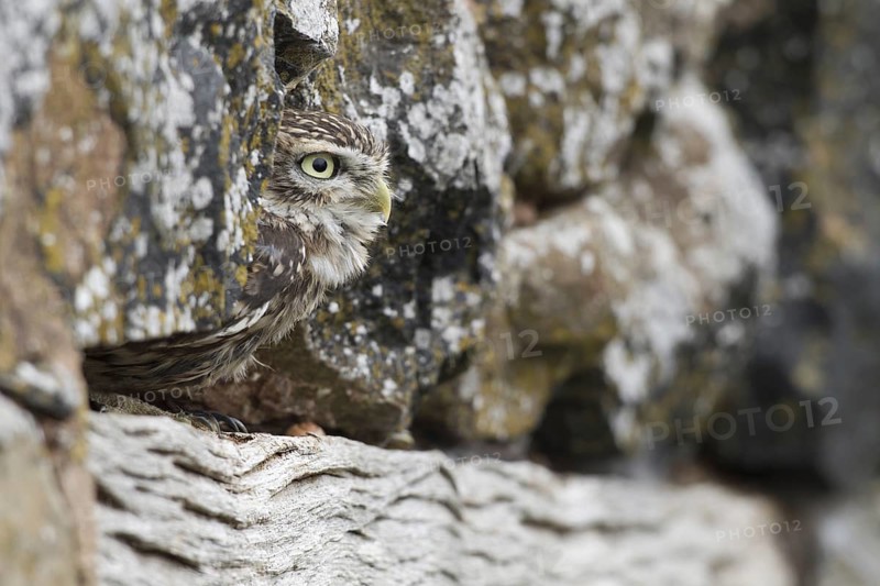 Little Owl