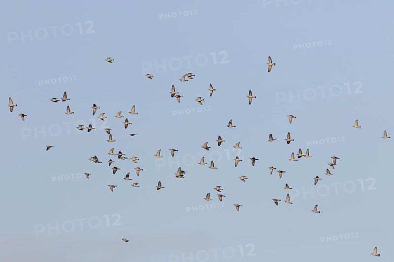 Wood Pigeon