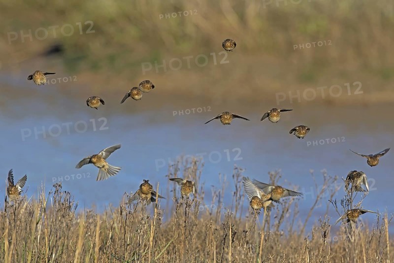 Twite