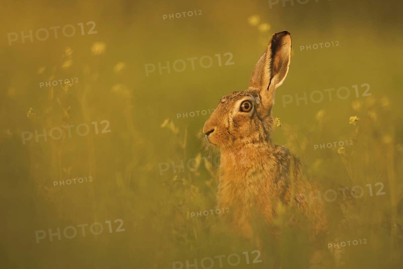 European Hare