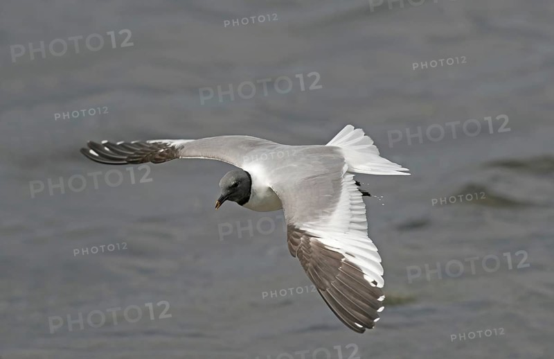 Sabine's Gull