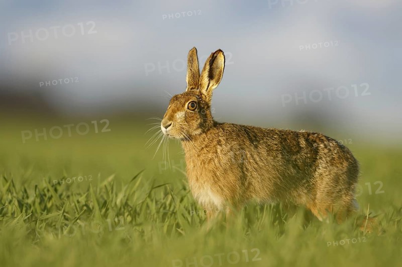 European Hare
