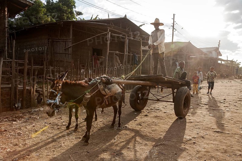 Man standing on donkey cart
