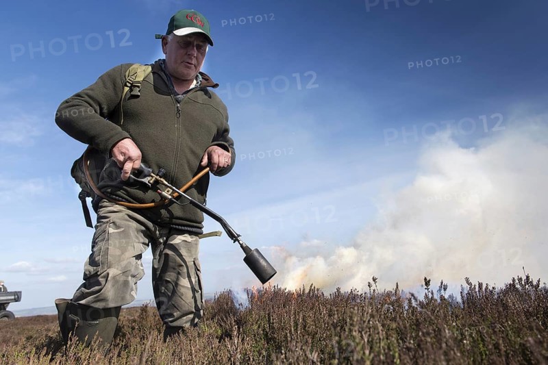 Gamekeeper starting a fire on grouse moor in spring. Yorkshire Dales