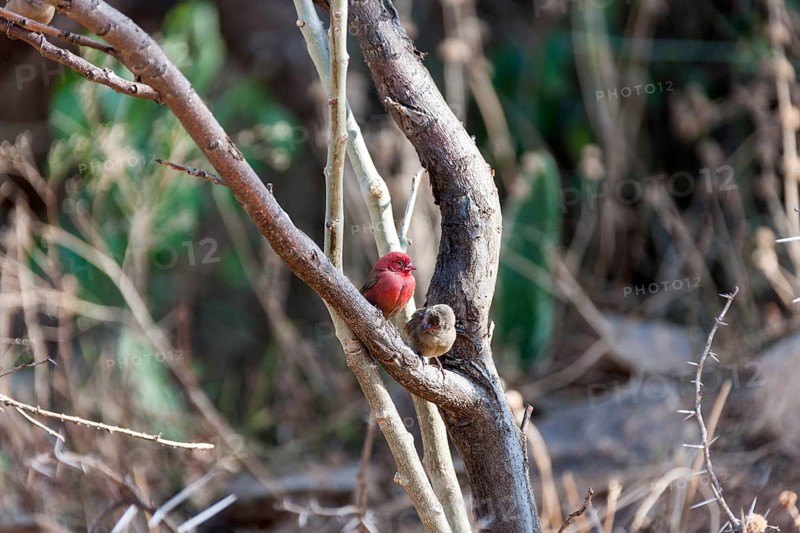 Red-billed firefinch