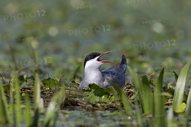 Whiskered Tern