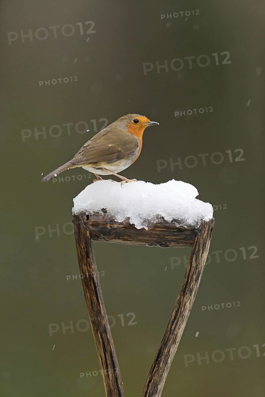 European Robin