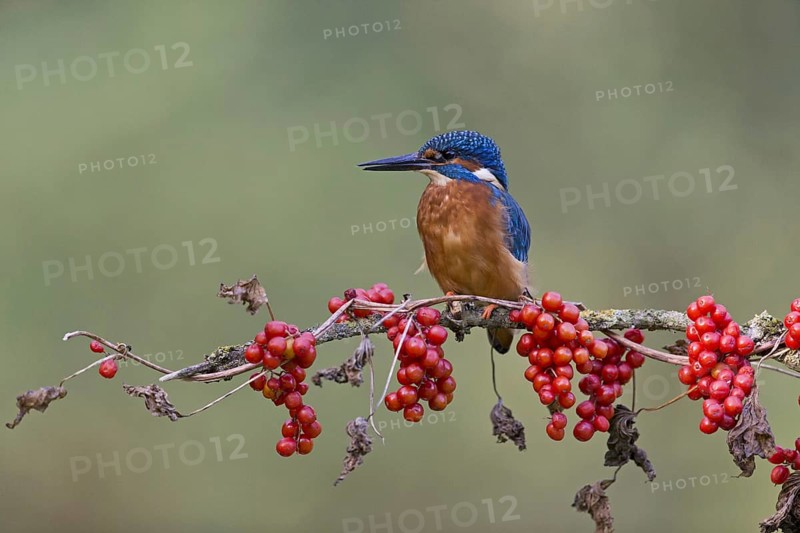Common Kingfisher