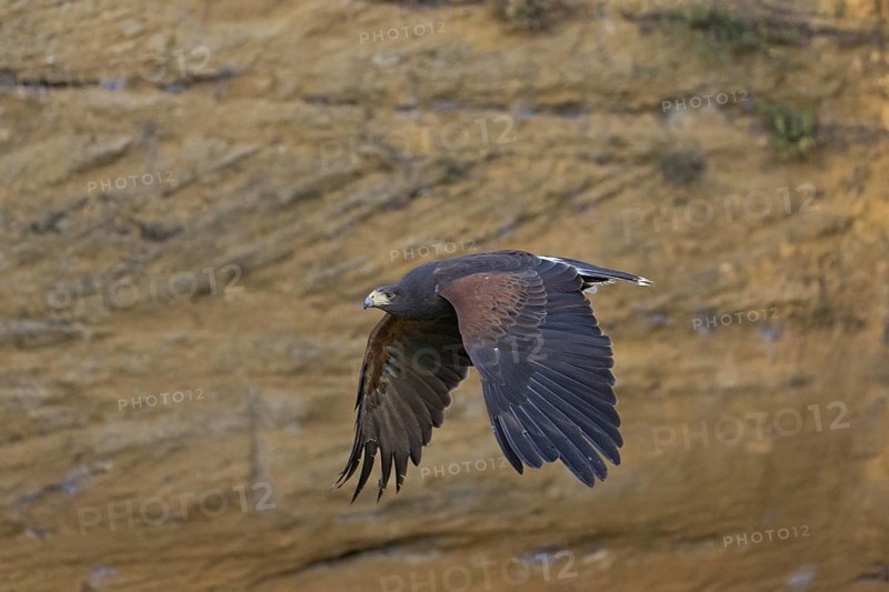 Harris' Hawk