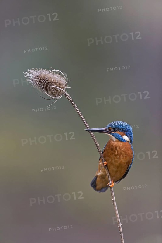 Common Kingfisher