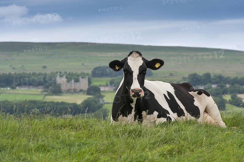 Domestic Cattle