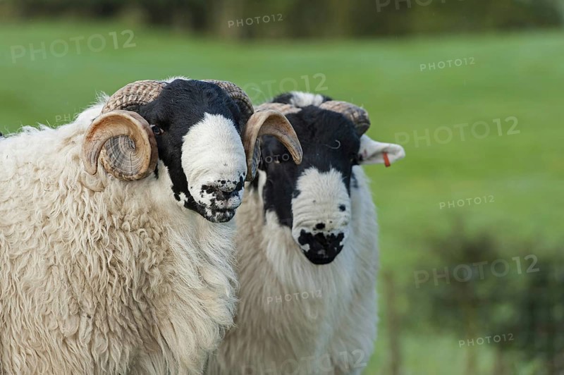 Domestic Sheep