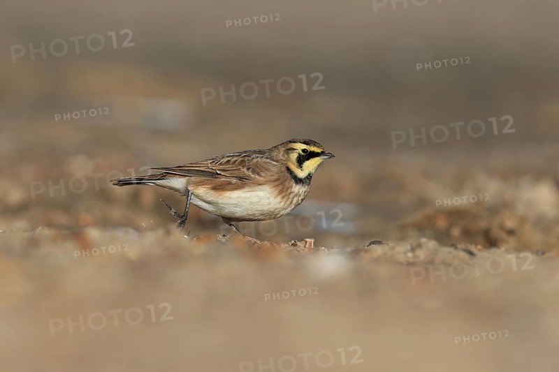 Shore Lark