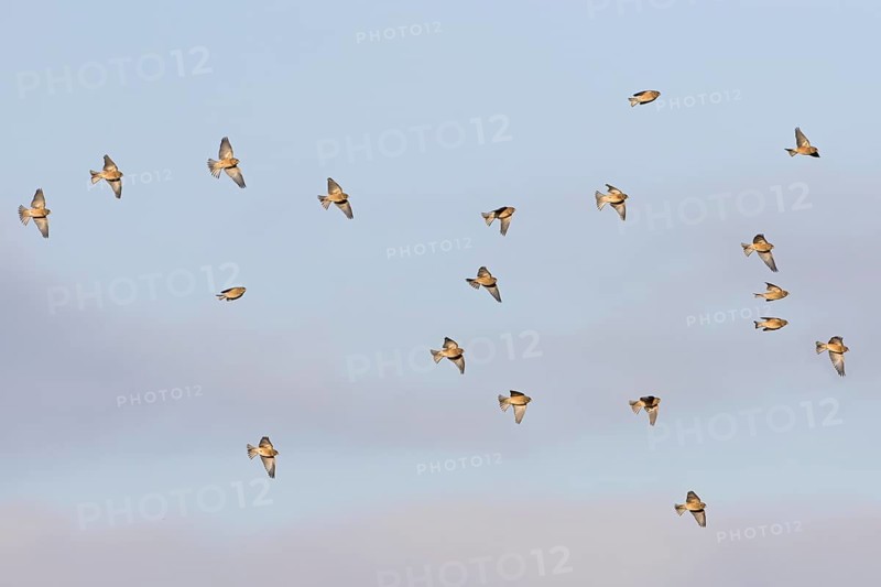 Eurasian Linnet
