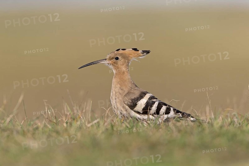 Eurasian Hoopoe