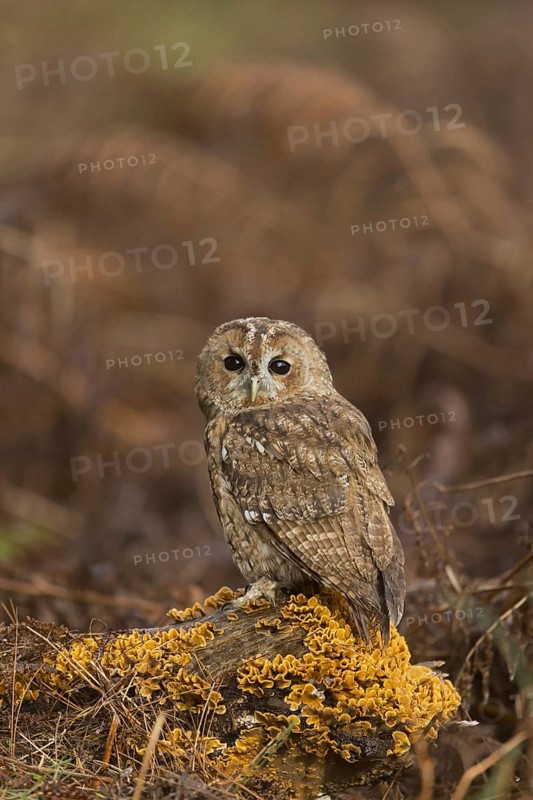 Tawny Owl