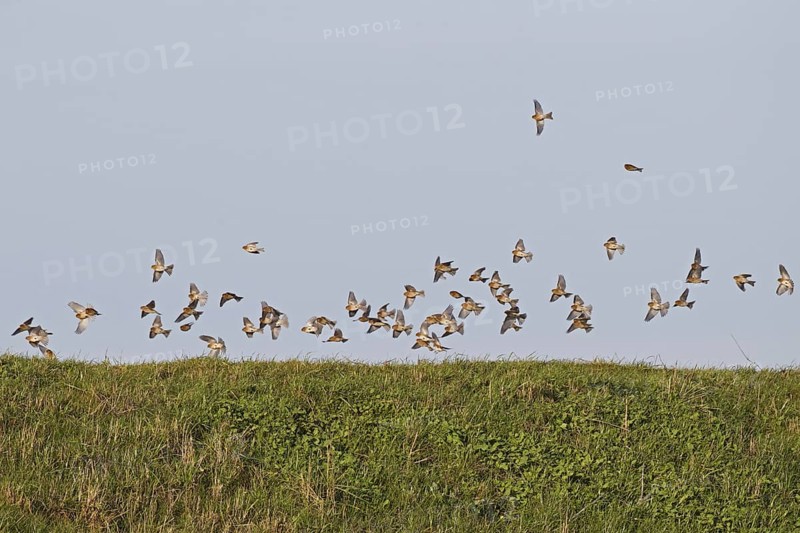 Twite