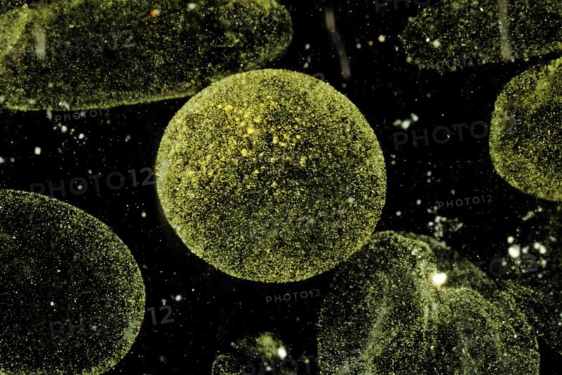 Phytoplankton