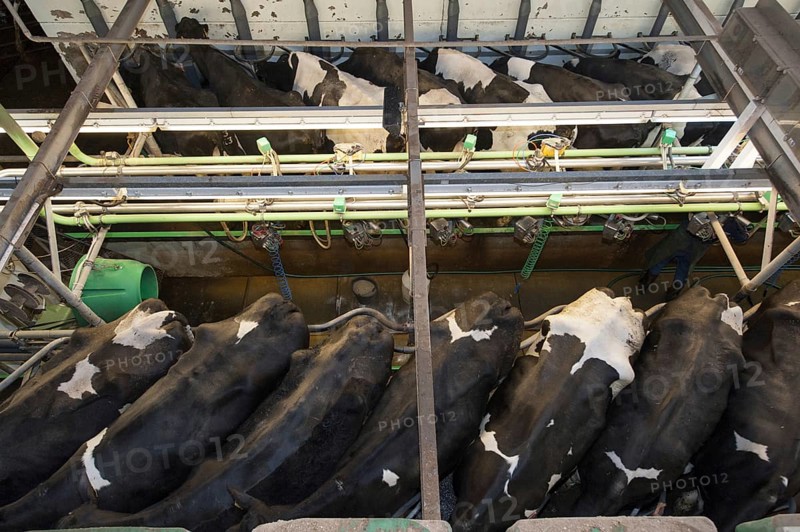 Milking cattle in herringbone parlour system