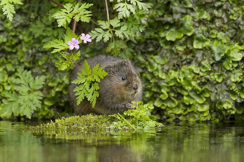 Water Vole