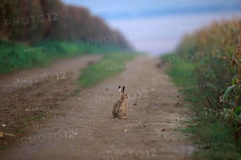 Brown Hare