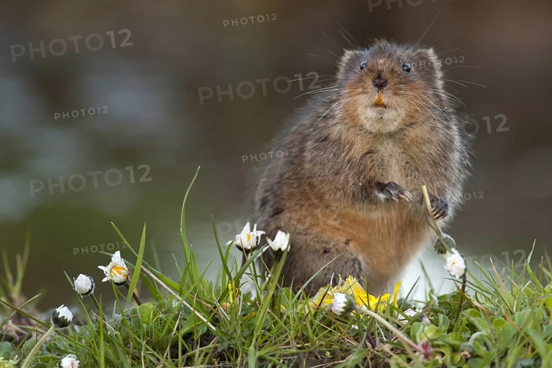 Water Vole
