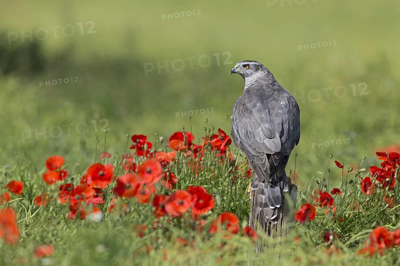 Northern Goshawk