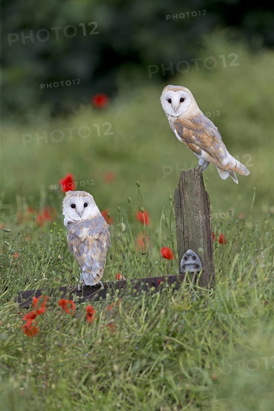 Barn Owl