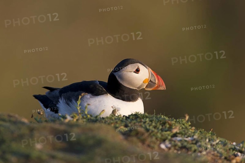 Atlantic Puffin