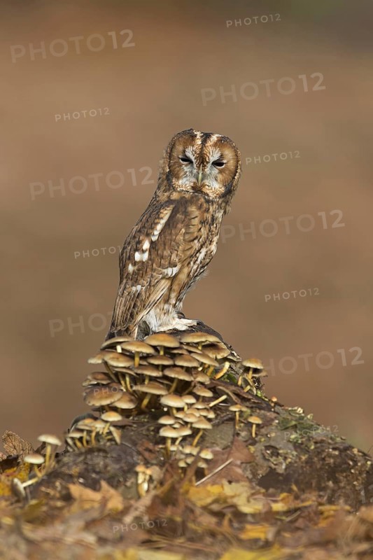 Tawny Owl