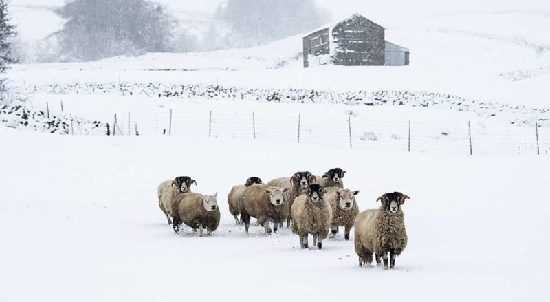 Flock of swaledale sheep in snow. North Yorkshire
