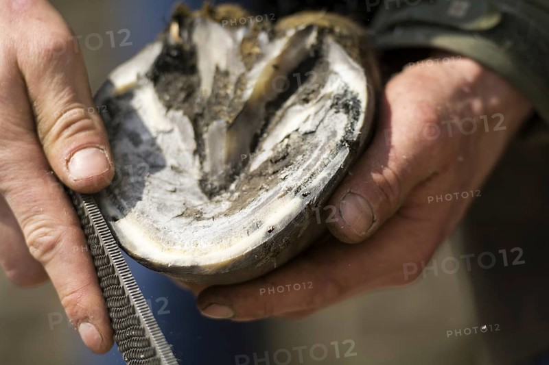 Farrier cold shoeing a horse. North Yorkshire