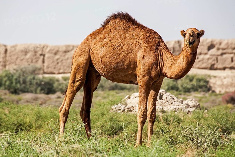 Dromedaries in front of ancient city wall