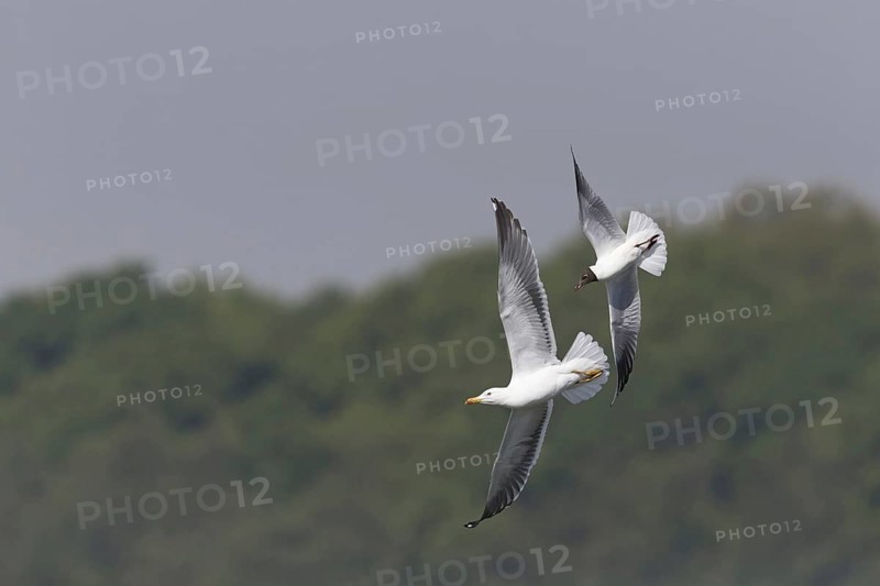 Black-Headed Gull