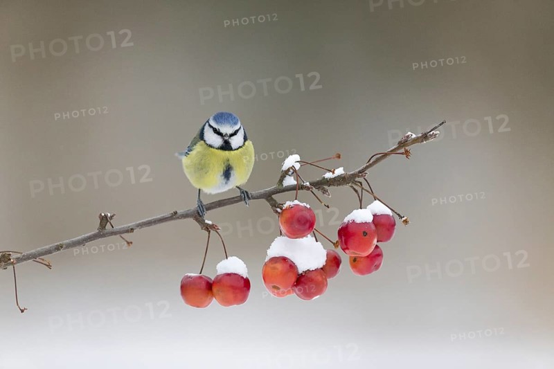 Blue Tit