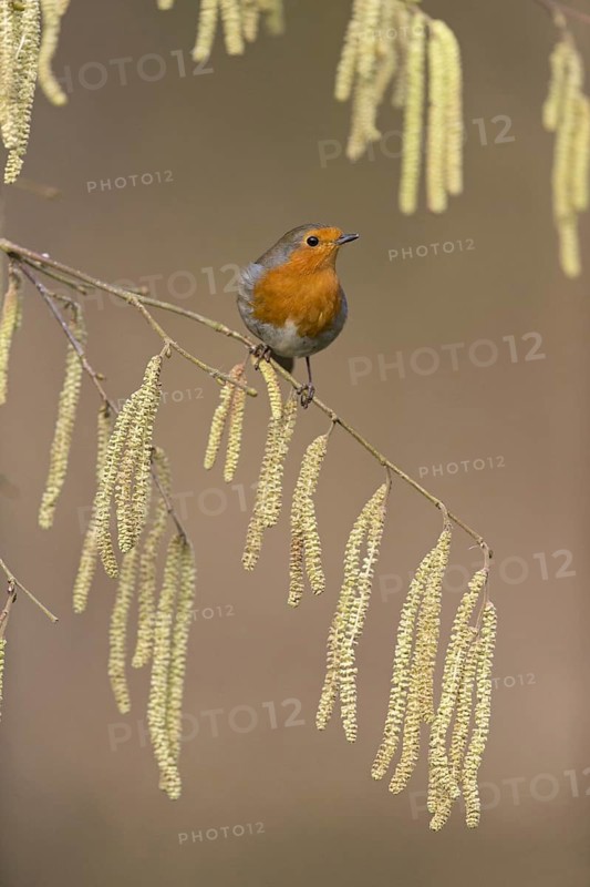 European Robin