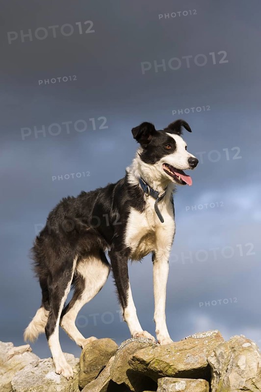Domestic Dog