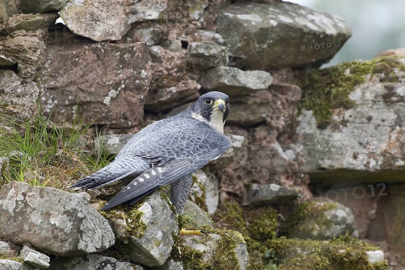 Peregrine Falcon