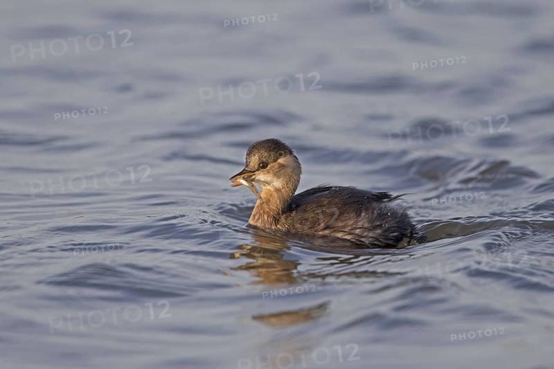 Little Grebe