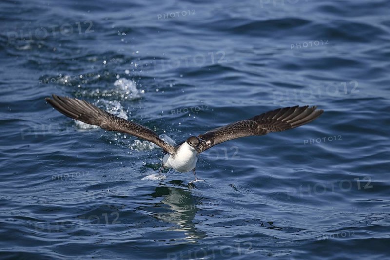 Great Shearwater