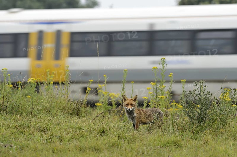 European Red Fox