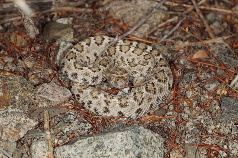 Santa Catalina Rattleless Rattlesnake